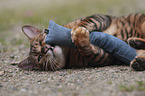 playing Toyger