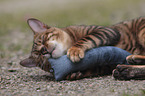 playing Toyger