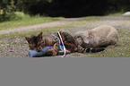 playing Toyger