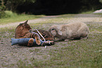 playing Toyger