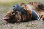 playing Toyger