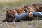 playing Toyger