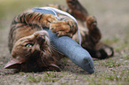 playing Toyger