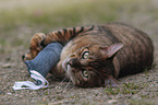 playing Toyger