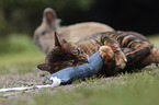 playing Toyger