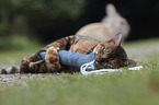 playing Toyger