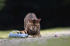 playing Toyger