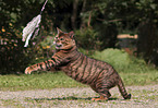 playing Toyger