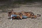 playing Toyger