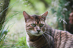 Toyger portrait