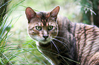 Toyger