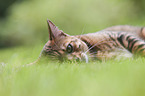 lying Toyger