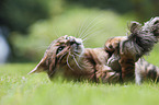 lying Toyger