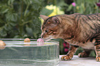 playing Toyger