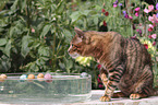 playing Toyger
