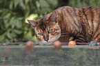 playing Toyger