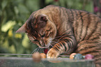playing Toyger