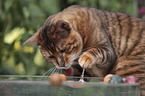 playing Toyger