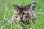 lying Toyger