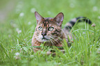 lying Toyger