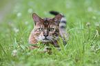 lying Toyger