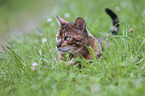 lying Toyger