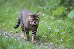 walking Toyger