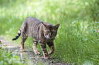 walking Toyger