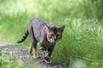walking Toyger