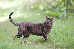 standing Toyger