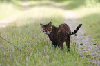 standing Toyger
