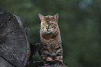 standing Toyger