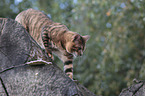 walking Toyger