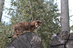 standing Toyger