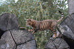 walking Toyger