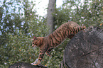 walking Toyger