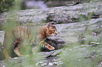 walking Toyger