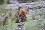 walking Toyger