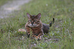 lying Toyger