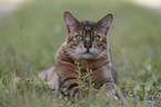 lying Toyger