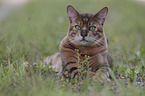 lying Toyger