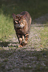 walking Toyger