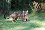 walking Toyger