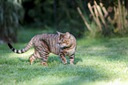 walking Toyger