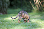 walking Toyger
