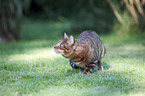 walking Toyger