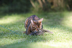 playing Toyger