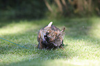 playing Toyger