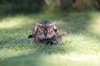 playing Toyger