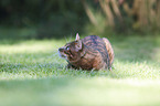 playing Toyger